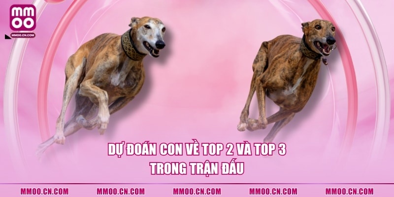 Dự đoán con về top 2 và top 3 trong trận đấu